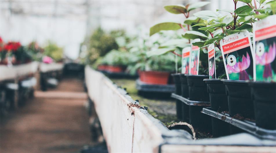 Garden centre fuchsias